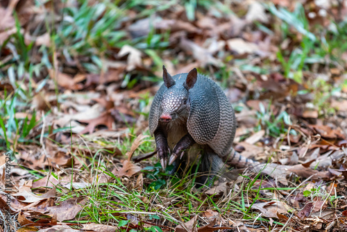 A nine-banded armadillo (Dasypus novemcinctus) in the Harris Neck National Wildlife Refuge, Georgia, USA.