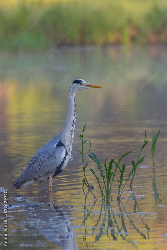 great grey heron great grey heron