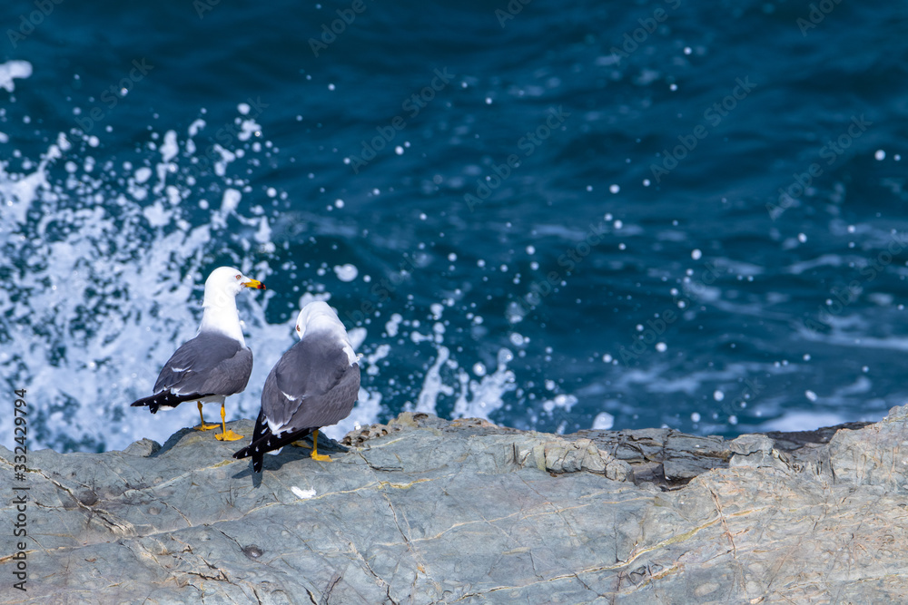 Naklejka premium Seagull couple on the cliff