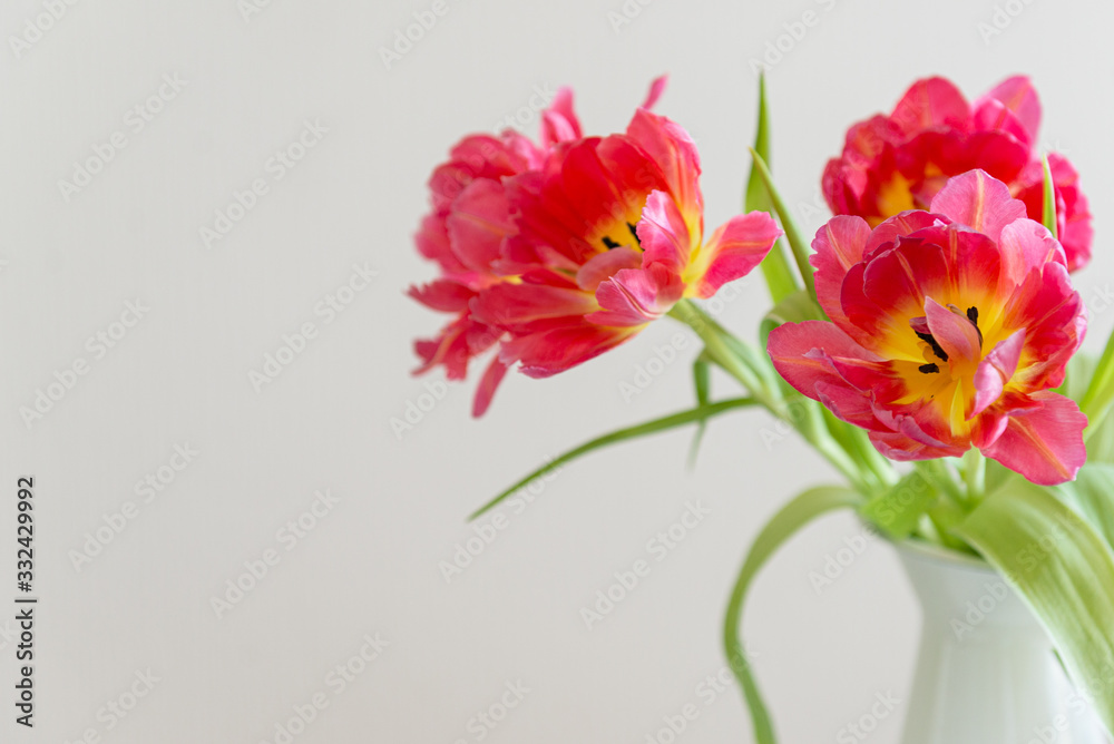 Fresh red tulip flowers bouquet in on white background. Copy space. Valentine Day, Mothers day, birthday concept. Side view Fresh red tulip flowers bouquet in on white background. Copy space. Valentine Day, Mothers day, birthday concept. Side view