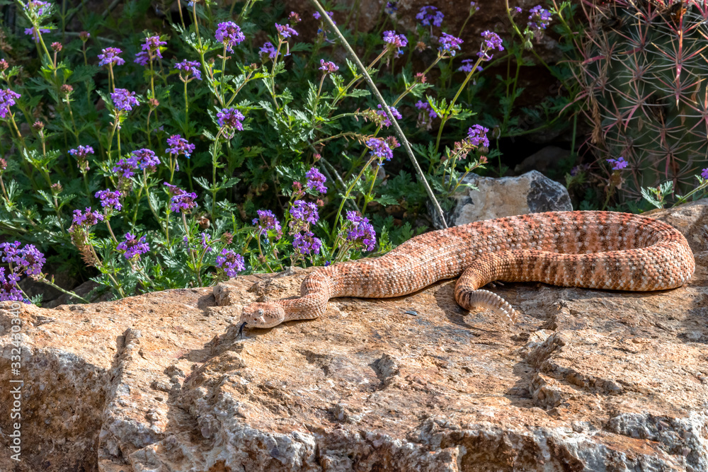 Hissing Southwestern Speckled Rattlesnake, Rose Variation Hissing Southwestern Speckled Rattlesnake, Rose Variation