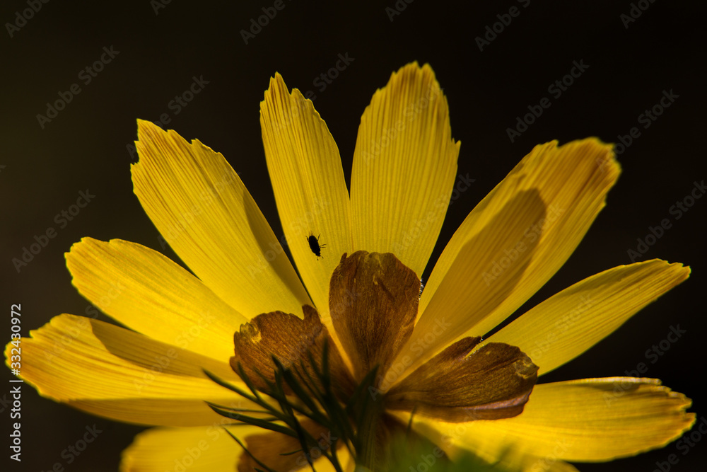 Obraz premium yellow flower on black background