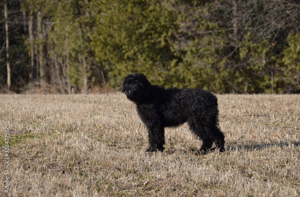 Bouvier Des Flanders 5 month old puppy Bouvier Des Flanders 5 month old puppy