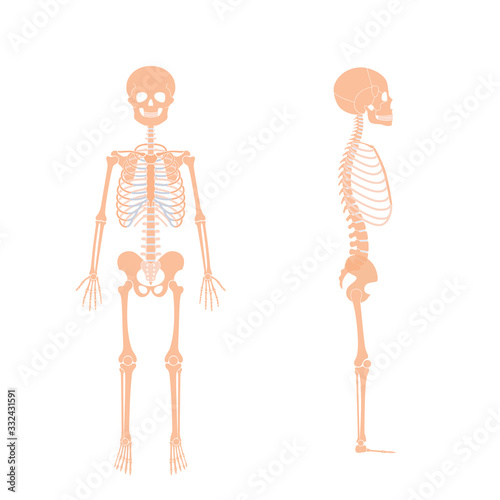 Child boy skeleton anatomy vector