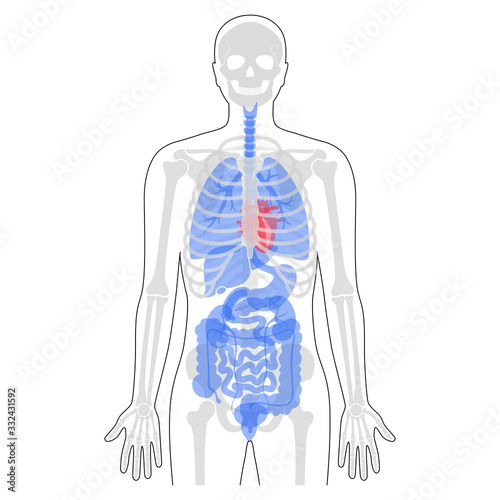Human man skeleton and internal organs anatomy 