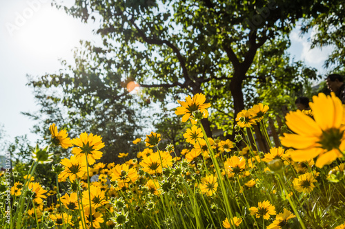 Summer yellow flowers with sunlight and tree background