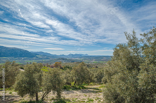 Landscape of olive trees  with mountains background.