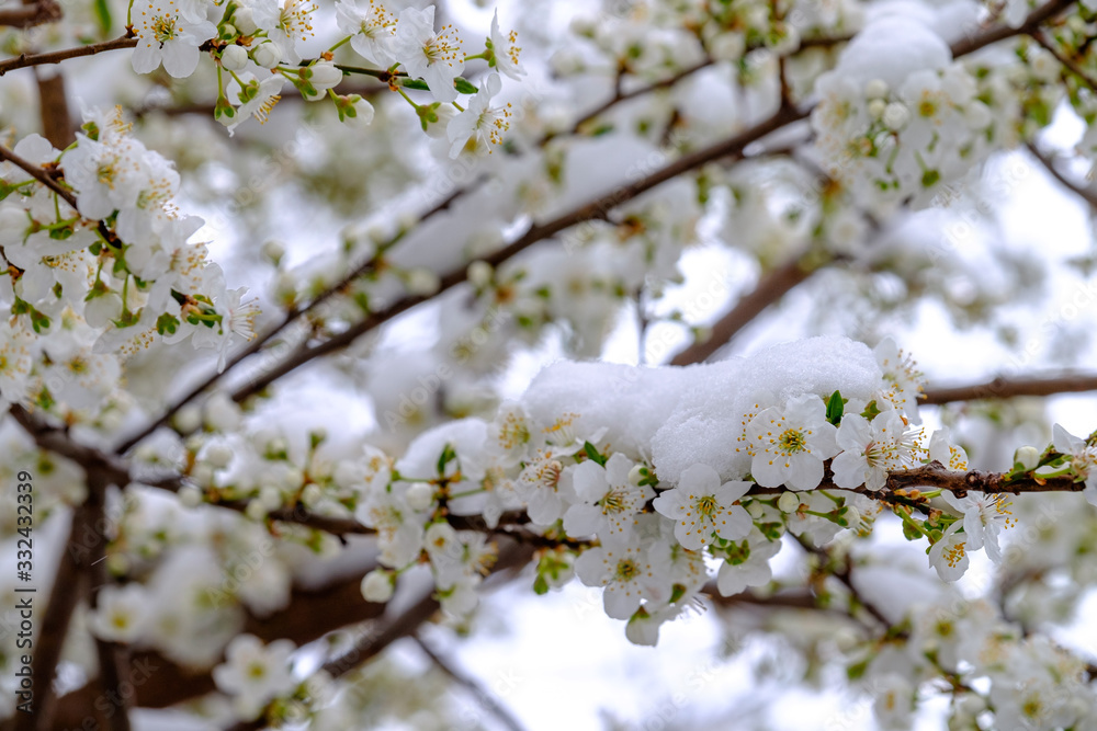 Snow covered cheery blossoms in spring. Global warming changing normal weather. Snow covered cheery blossoms in spring. Global warming changing normal weather.