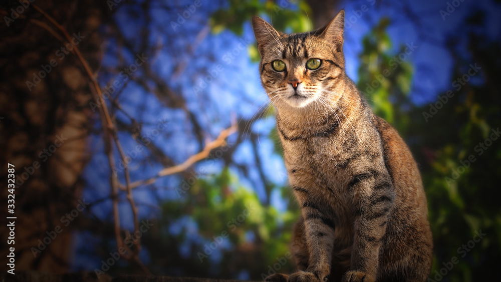 Outdoor cats, dogs or birds portraits in nature or on the street. Outdoor cats, dogs or birds portraits in nature or on the street.
