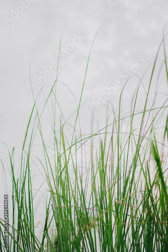 green grass on a blue background © gnsa