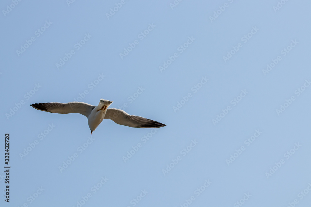 dynamic flying seagull on the sky dynamic flying seagull on the sky