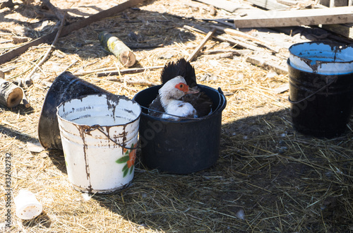 Funny farm goose sitting in the bucket in the village yard. Village duck animals life