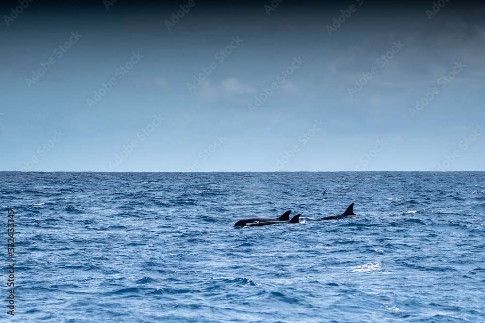 Fototapeta premium Orques