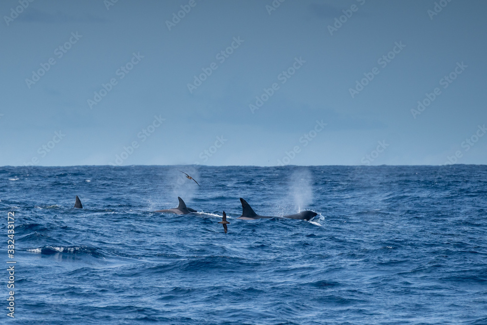 Fototapeta premium Orques