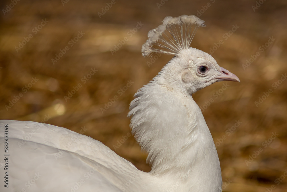 White Peacock White Peacock