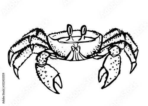 Crab drawing. Vector. Hand drawn monochrome seafood illustration. Great for menu, poster or label.