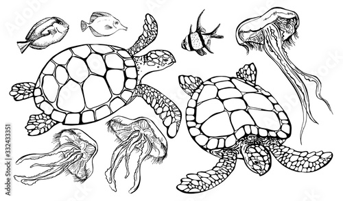 Set of sea - turtle, tropical fish, jellyfish. Vector illustration in line art style.