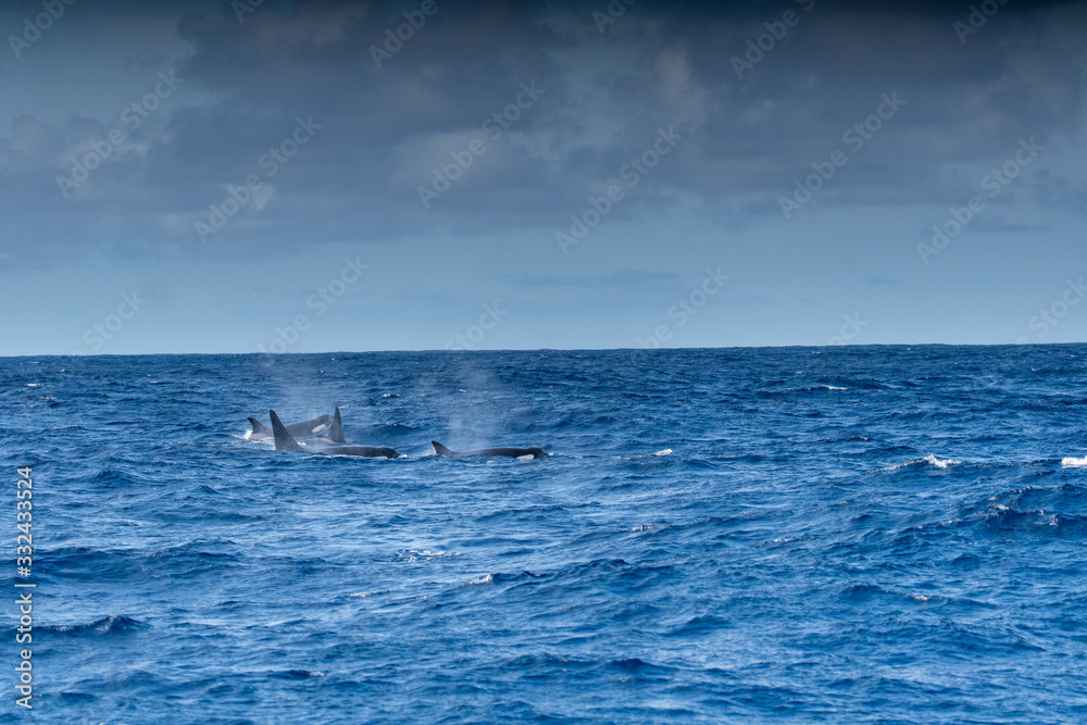 Fototapeta premium Orques