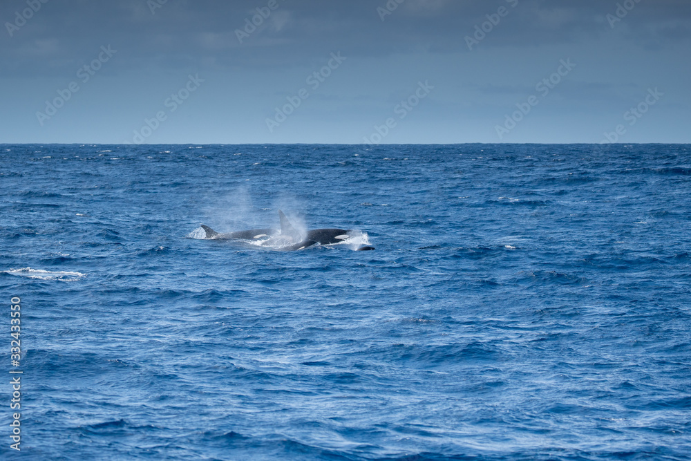 Fototapeta premium Orques