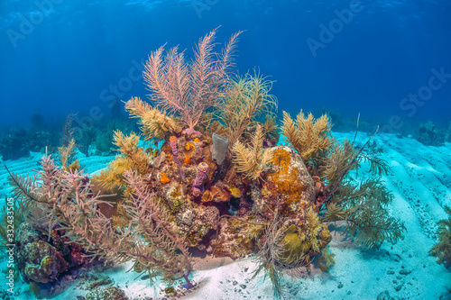 Fototapeta Naklejka Na Ścianę i Meble -  Caribbean coral garden