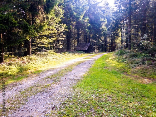 A glade in the bavarian forest in summer photo