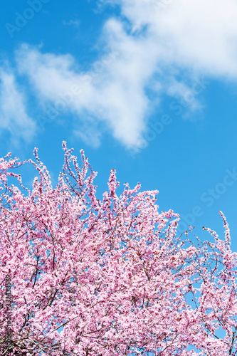 Wundersch  n rosafarbende bl  hende Zierkirschen Bl  ten vor blauem Himmel. Fr  hlingserwachen in Jena.