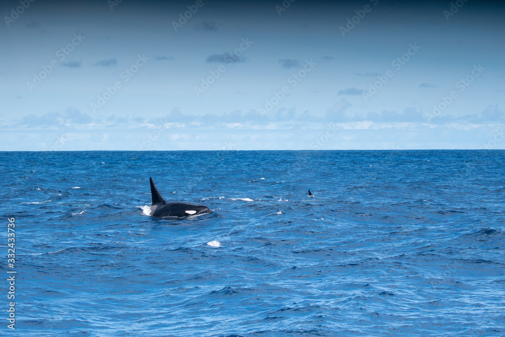 Fototapeta premium Orques