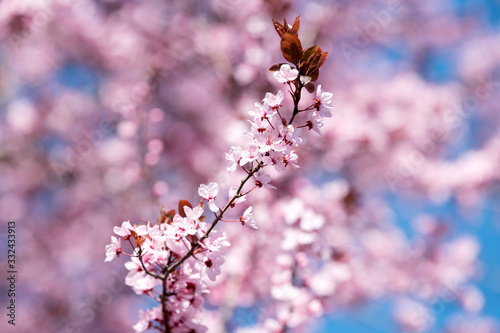 Wunderschön rosafarbende blühende Zierkirschen Blüten vor blauem Himmel. Frühlingserwachen in Jena. © CW
