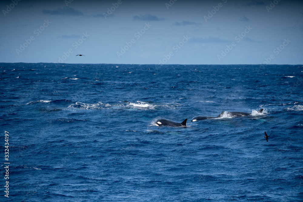 Fototapeta premium Orques