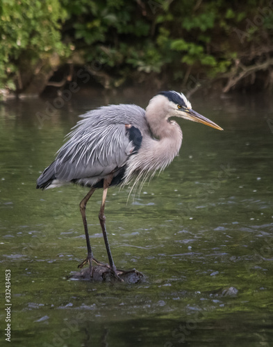 A great blue heron gazes intently upstream for signs of activity