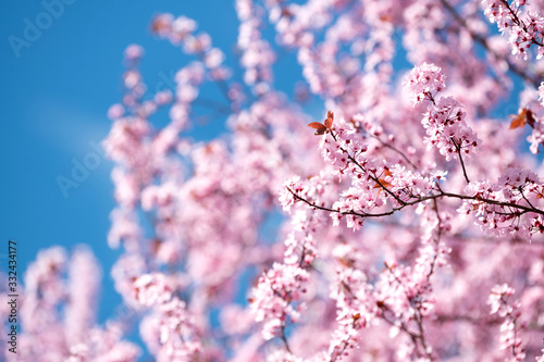 Wunderschön rosafarbende blühende Zierkirschen Blüten vor blauem Himmel. Frühlingserwachen in Jena.