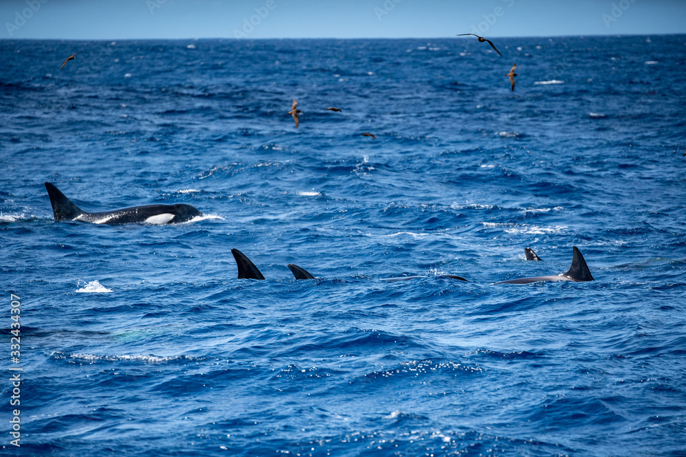 Fototapeta premium Orques