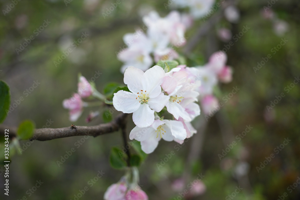 White flowers and pink buds on a branch. White flowers and pink buds on a branch.
