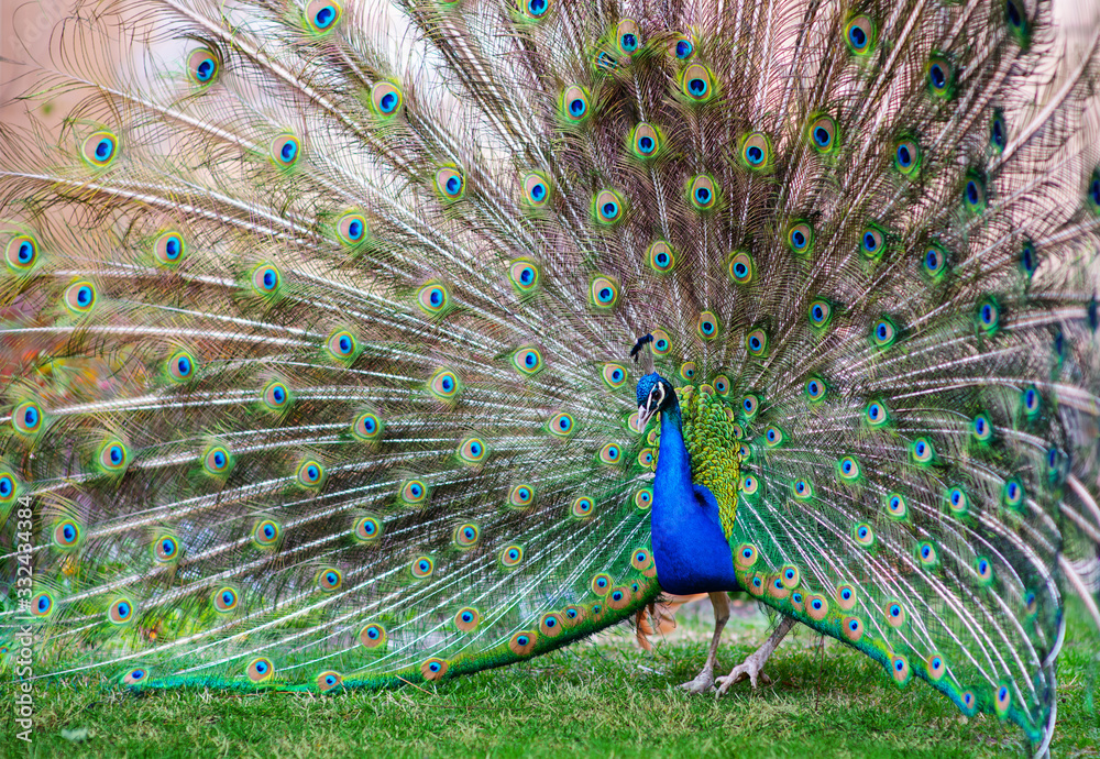 Naklejka premium Adult Male Peacock Displaying Colorful Feathers standing on grass