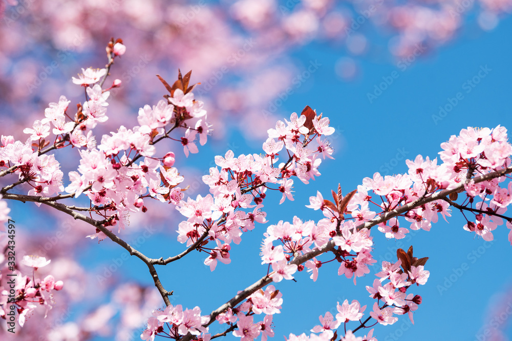 Wunderschön rosafarbende blühende Zierkirschen Blüten vor blauem Himmel. Frühlingserwachen in Jena. Wunderschön rosafarbende blühende Zierkirschen Blüten vor blauem Himmel. Frühlingserwachen in Jena.