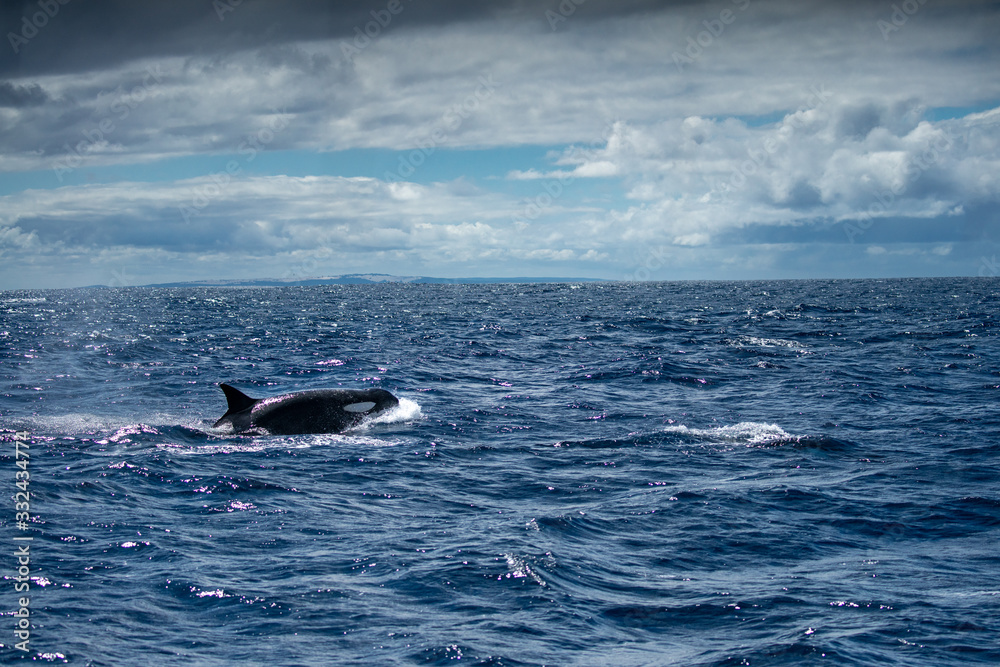 Fototapeta premium Orques