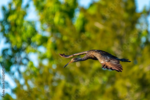 A Limpkin (Aramus guarauna) in flight over the Orlando Wetlands Park, Florida, USA.