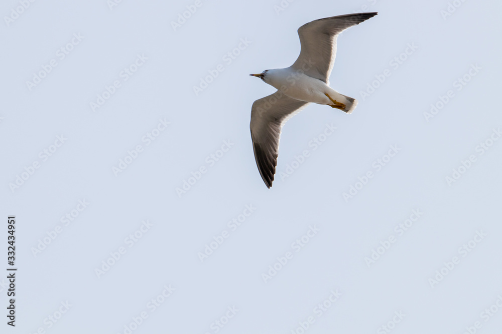 dynamic flying seagull on the sky dynamic flying seagull on the sky
