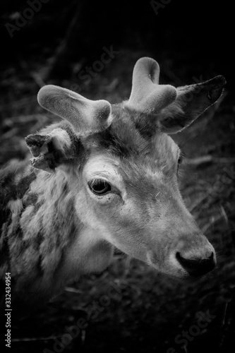 portrait of a deer