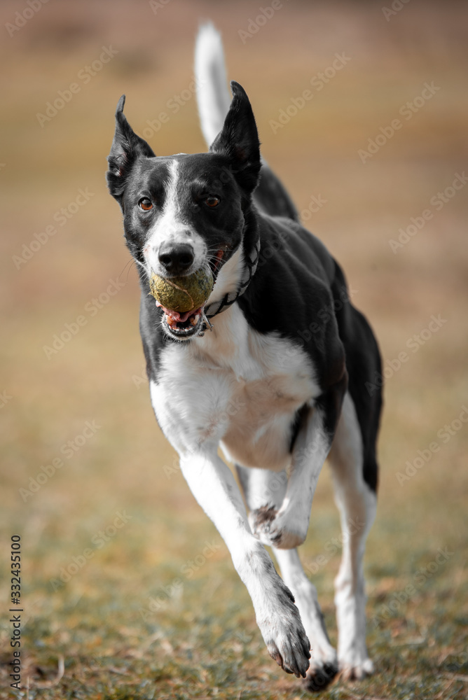Action capture of a black & white sheep dog running in a field.