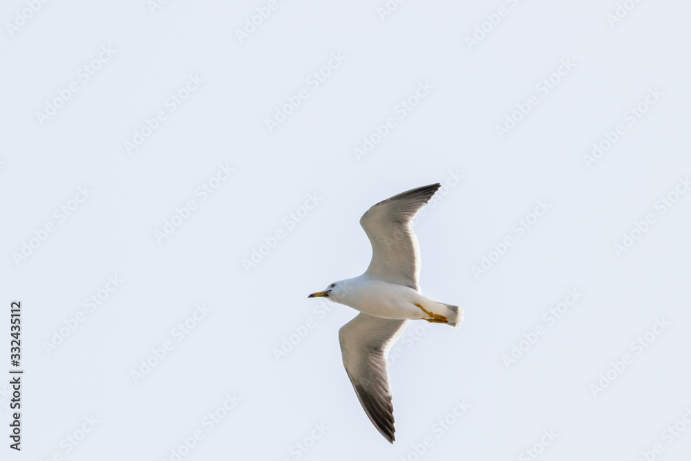 Obraz premium dynamic flying seagull on the sky