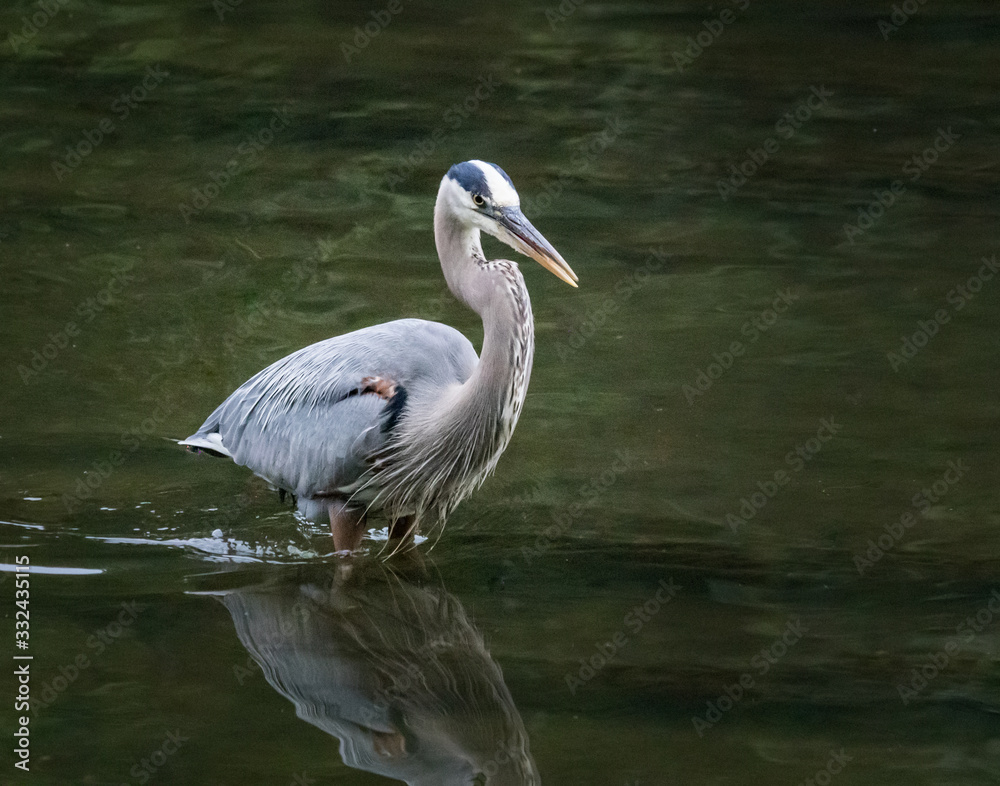 Fototapeta premium A great blue heron wades in a stream hunting for its next meal