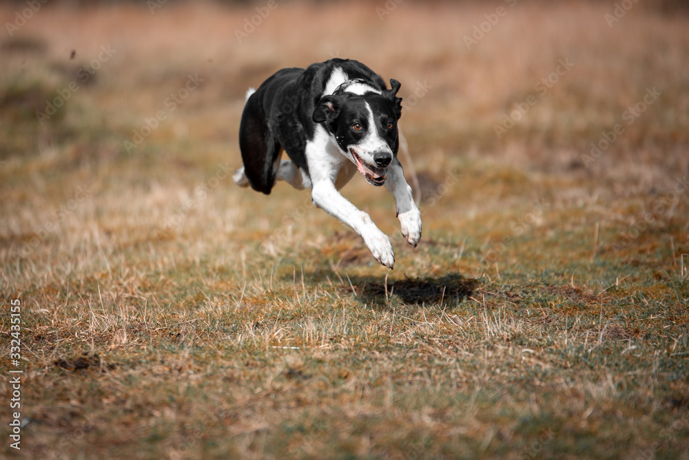 Action capture of a black & white sheep dog running in a field.