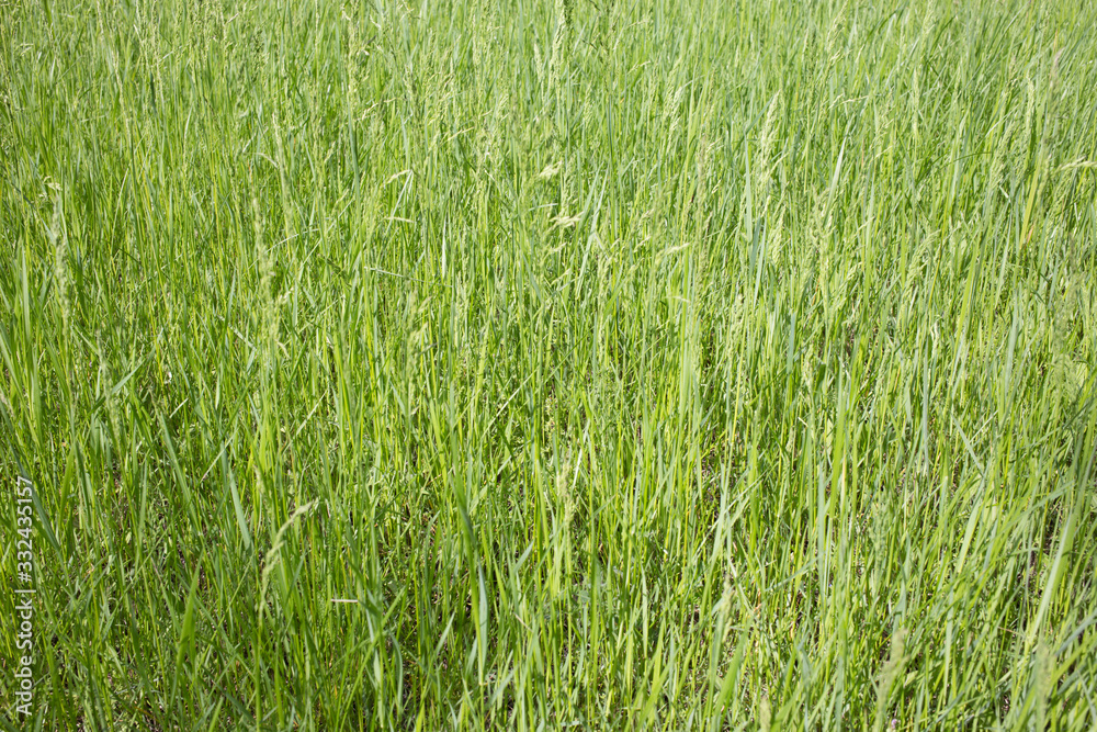 Close-up image of fresh spring green grass. Close-up image of fresh spring green grass.