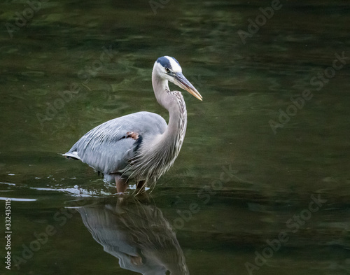 A great blue heron wades in a stream hunting for its next meal
