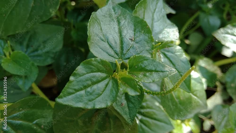 Peperomia pellucida (pepper elder, shining bush plant, and man to man