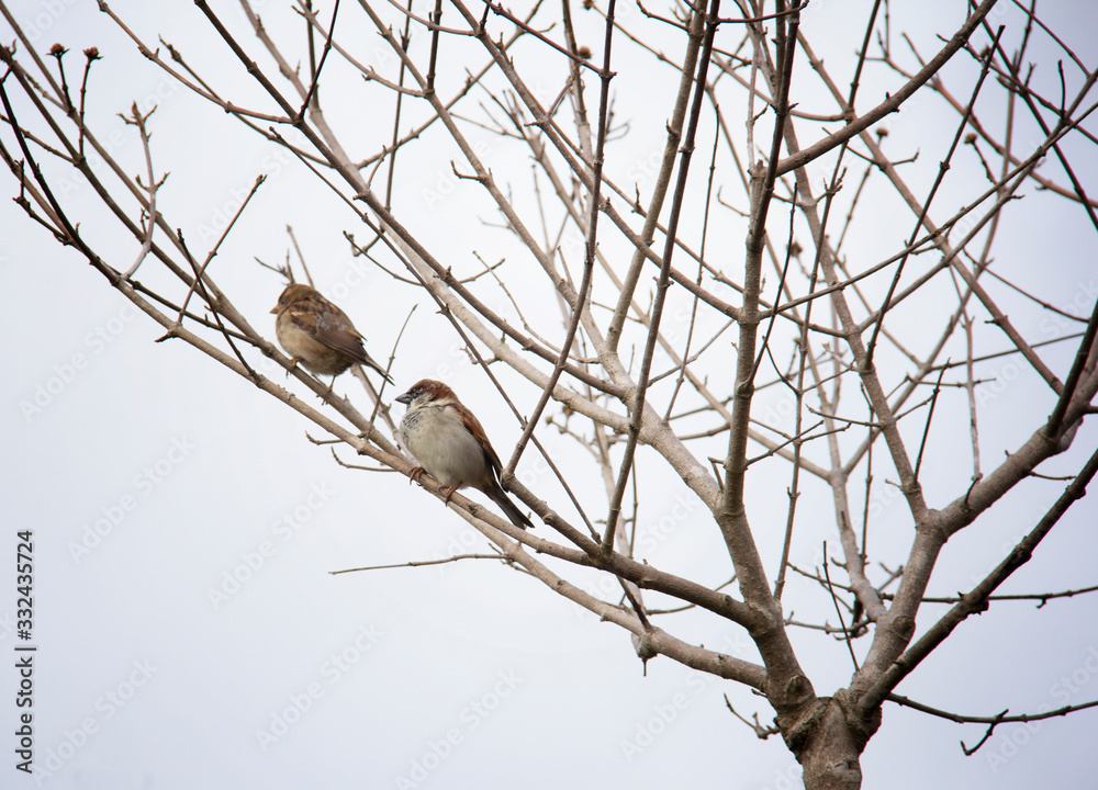 birds on a tree