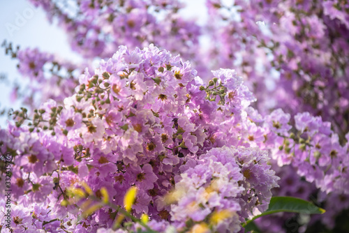 Purple flowers are blooming beautifully,select focus.
