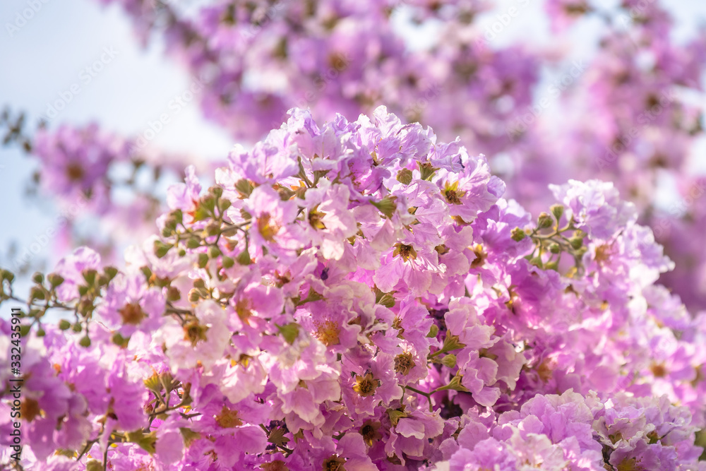 Purple flowers are blooming beautifully,select focus.