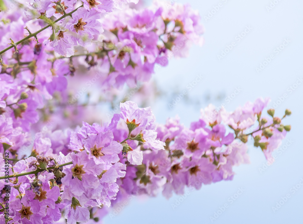 Purple flowers are blooming beautifully,select focus. Purple flowers are blooming beautifully,select focus.